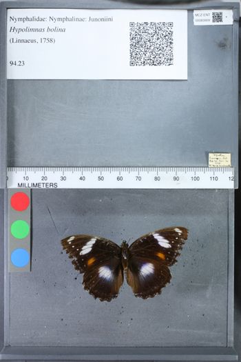 Media type: image;   Entomology 83909